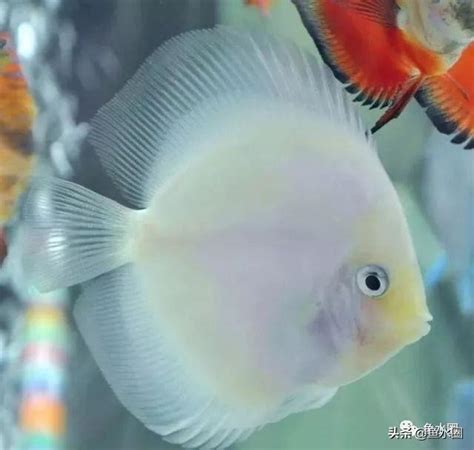 魚躍七彩神仙魚